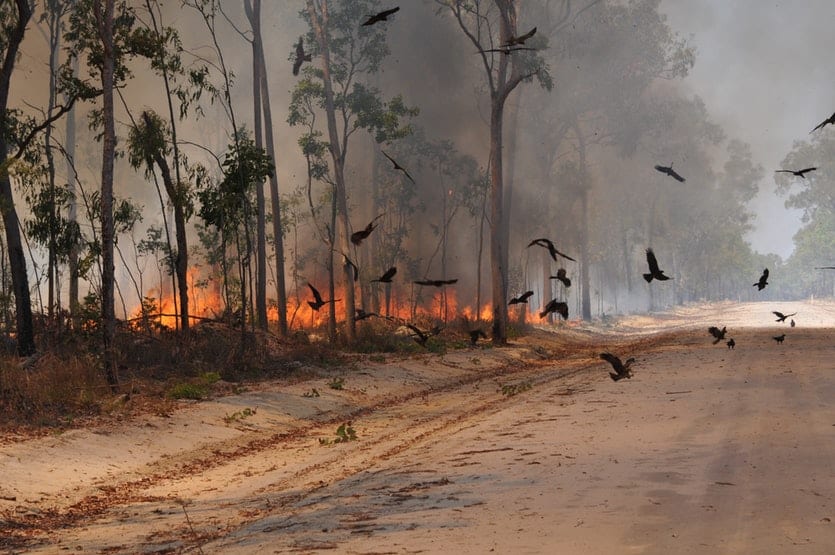 طائر الحدأة سبب انتشار الحرائق في استراليا