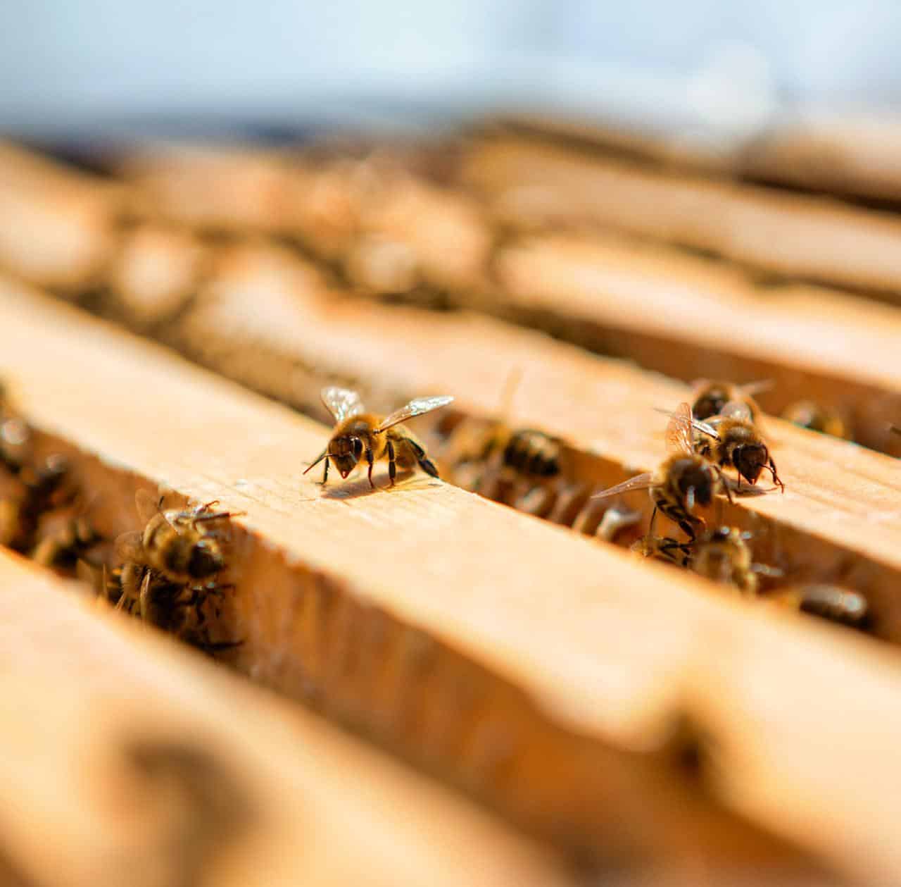 في اليوم العالمي للمحل جيرلان تؤكد وتظهر المزيد من الالتزام في الحفاظ على النحل