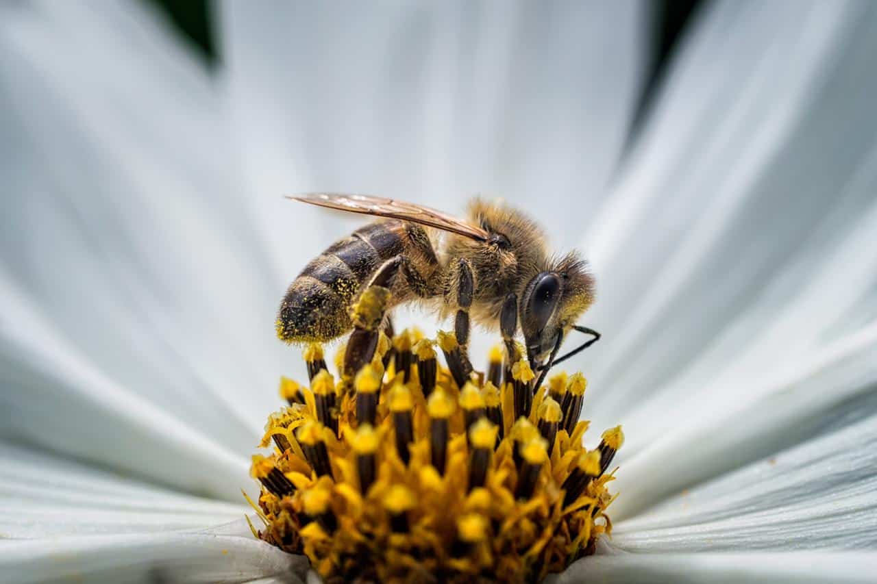 في اليوم العالمي للمحل جيرلان تؤكد وتظهر المزيد من الالتزام في الحفاظ على النحل